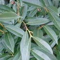 Prunus laurocerasus 'Zabelliana' P1B